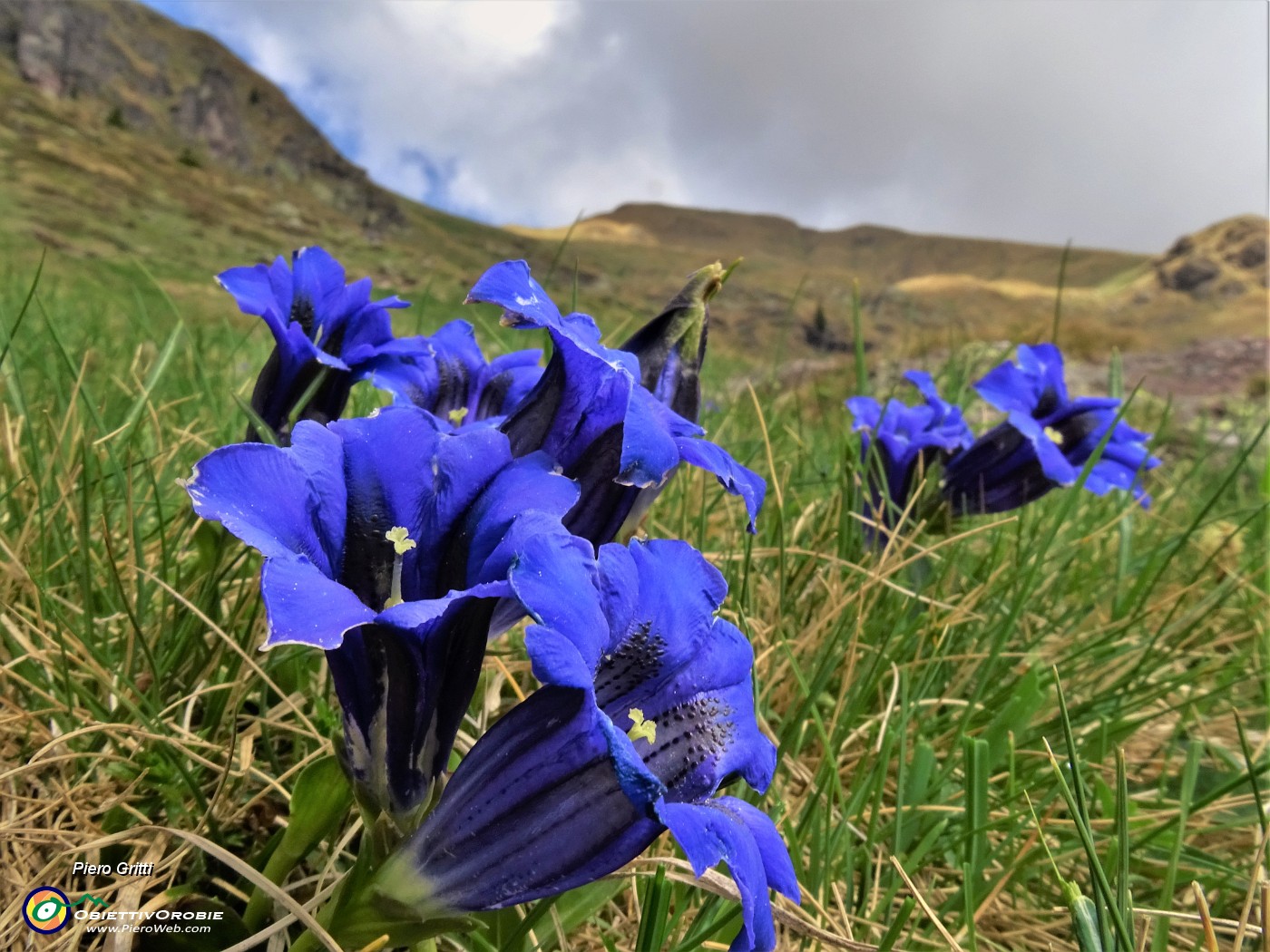 17 Gentiana acaulis (Genziana di Koch) .JPG